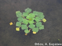 ������� ����